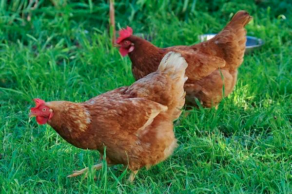 Capture d’écran 2018-09-18 à 11.37.03.png